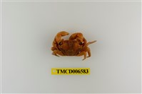 藏品(斯氏刮削蟹)的圖片